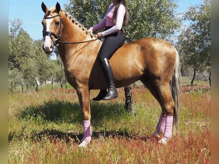 Andaluso Castrone 5 Anni 145 cm Palomino in Engen