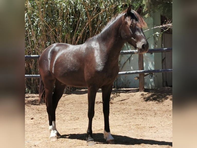 Andaluso Castrone 5 Anni 147 cm Morello in Adra Almeria