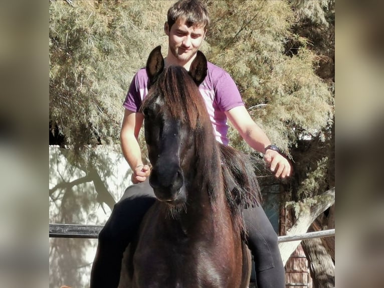 Andaluso Castrone 5 Anni 147 cm Morello in Adra Almeria