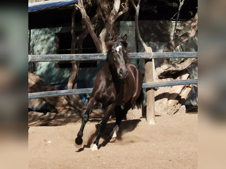 Andaluso Castrone 5 Anni 147 cm Morello in Adra Almeria