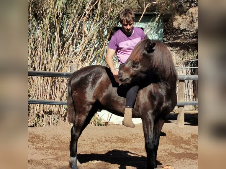 Andaluso Castrone 5 Anni 147 cm Morello in Adra Almeria