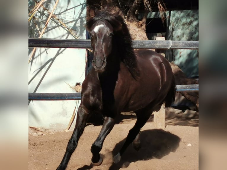 Andaluso Castrone 5 Anni 147 cm Morello in Adra Almeria