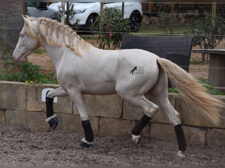 Andaluso Castrone 5 Anni 149 cm Cremello in Mallorca