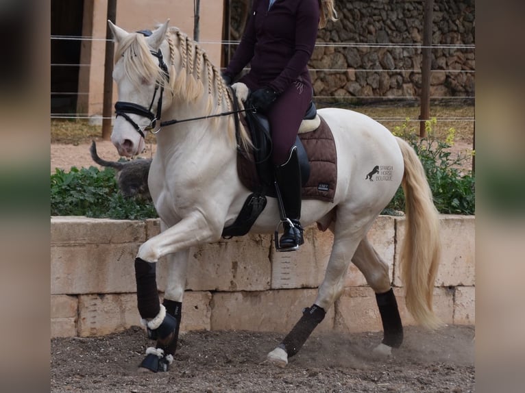 Andaluso Castrone 5 Anni 149 cm Cremello in Mallorca