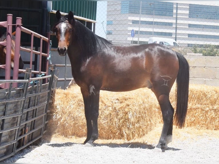 Andaluso Castrone 5 Anni 151 cm Baio scuro in Provinz Granada