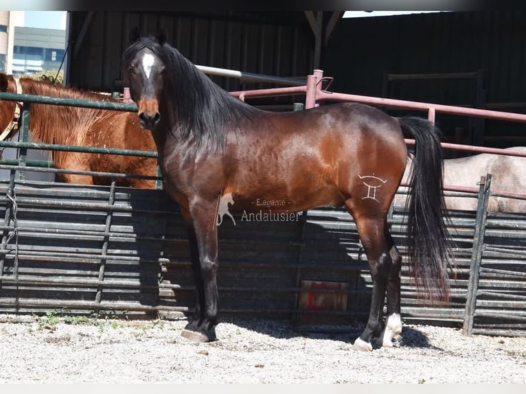 Andaluso Castrone 5 Anni 151 cm Baio scuro in Provinz Granada