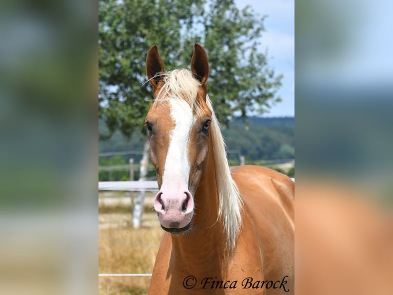 Andaluso Castrone 5 Anni 152 cm Palomino in Wiebelsheim