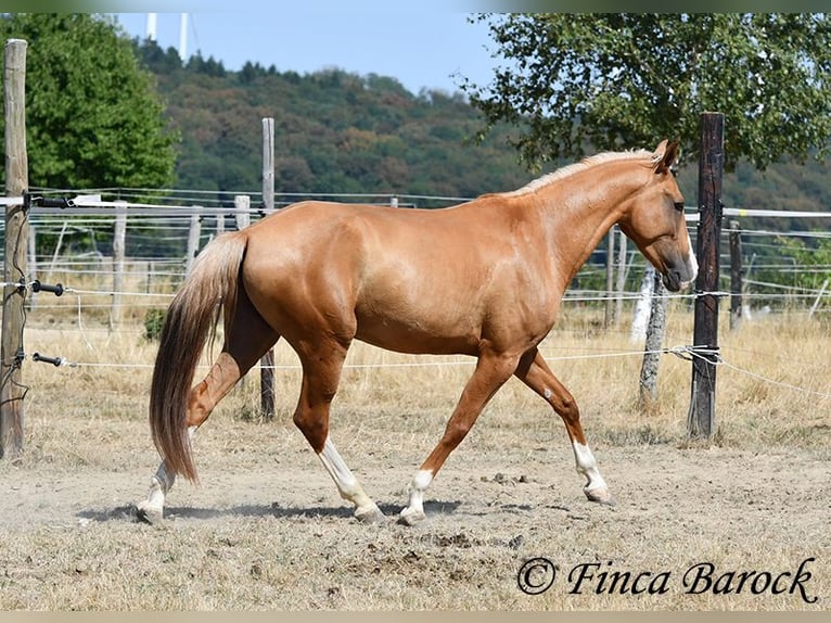 Andaluso Castrone 5 Anni 152 cm Palomino in Wiebelsheim