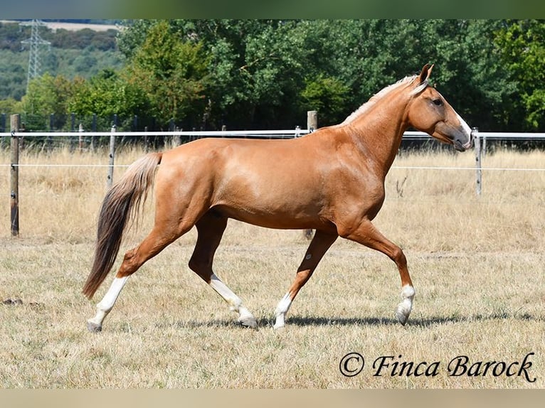 Andaluso Castrone 5 Anni 152 cm Palomino in Wiebelsheim