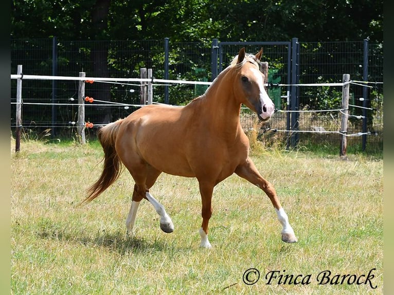 Andaluso Castrone 5 Anni 152 cm Palomino in Wiebelsheim