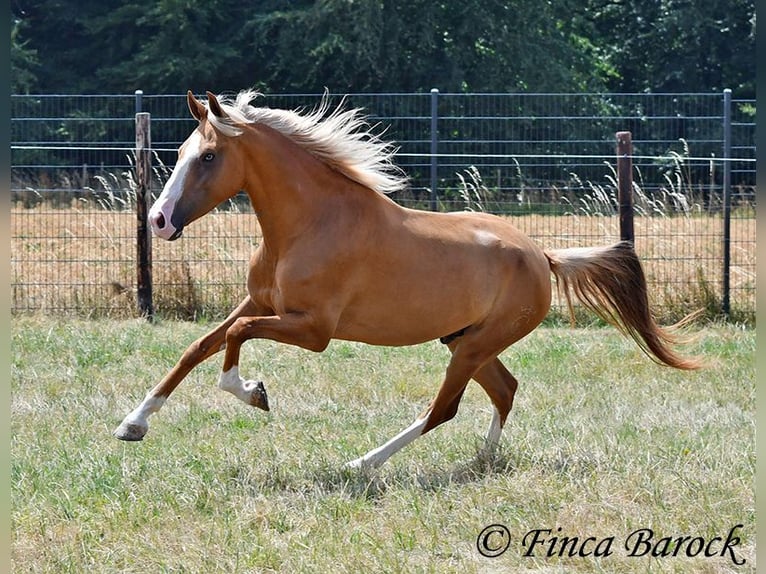 Andaluso Castrone 5 Anni 152 cm Palomino in Wiebelsheim