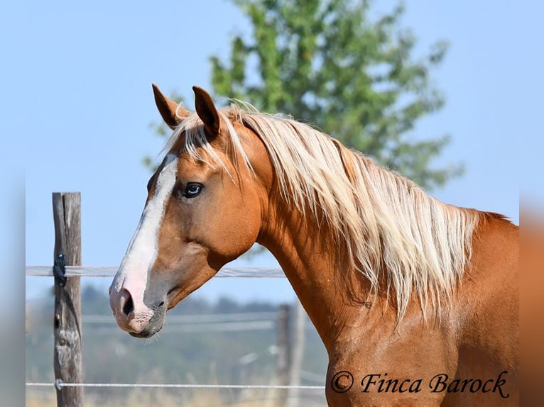 Andaluso Castrone 5 Anni 152 cm Palomino in Wiebelsheim