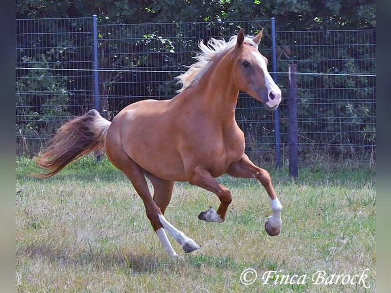Andaluso Castrone 5 Anni 152 cm Palomino in Wiebelsheim