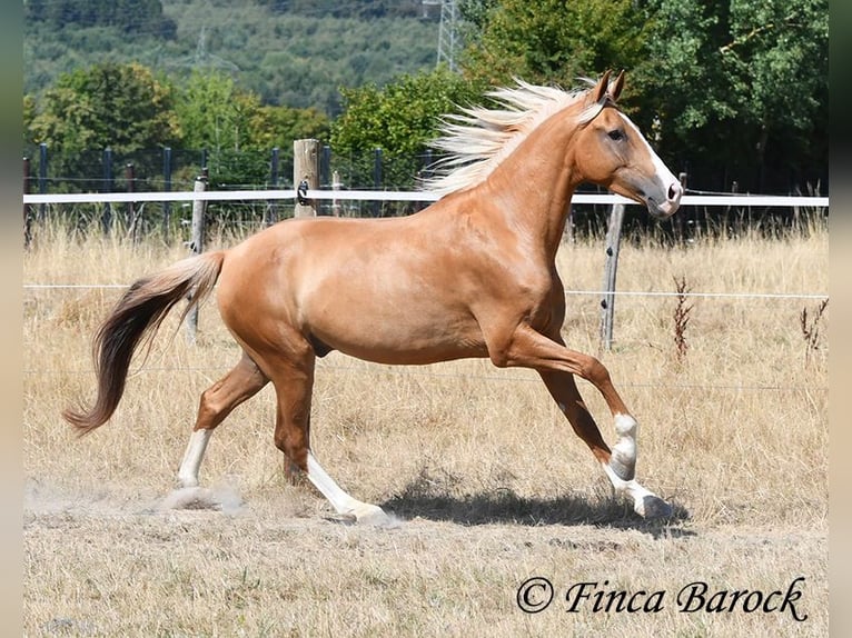 Andaluso Castrone 5 Anni 152 cm Palomino in Wiebelsheim