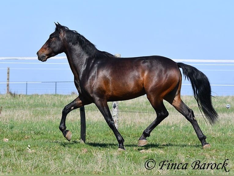Andaluso Castrone 5 Anni 153 cm Baio in Wiebelsheim