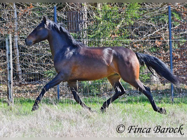 Andaluso Castrone 5 Anni 153 cm Baio in Wiebelsheim