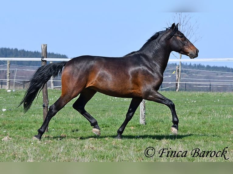 Andaluso Castrone 5 Anni 153 cm Baio in Wiebelsheim