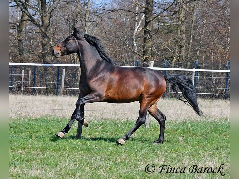 Andaluso Castrone 5 Anni 153 cm Baio in Wiebelsheim