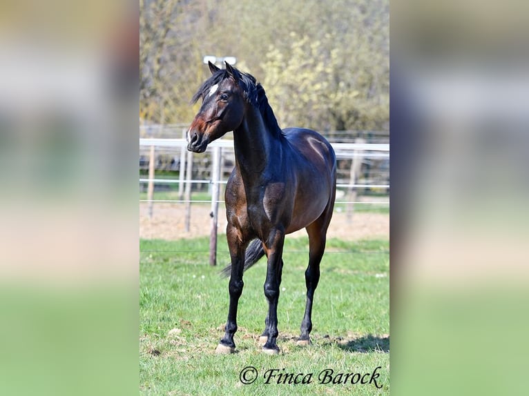 Andaluso Castrone 5 Anni 153 cm Baio in Wiebelsheim