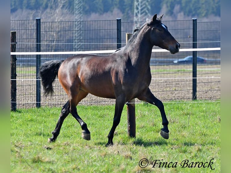 Andaluso Castrone 5 Anni 153 cm Baio in Wiebelsheim