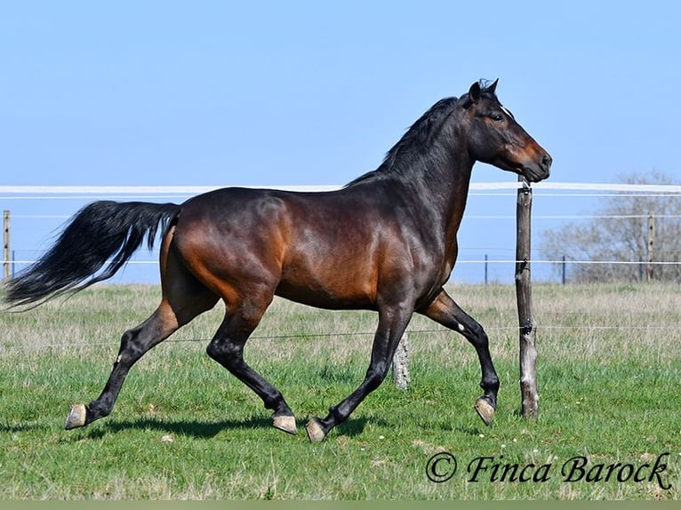 Andaluso Castrone 5 Anni 153 cm Baio in Wiebelsheim