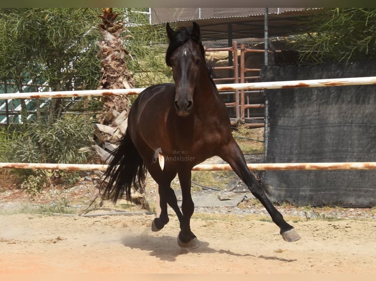Andaluso Castrone 5 Anni 153 cm Morello in Provinz Malaga