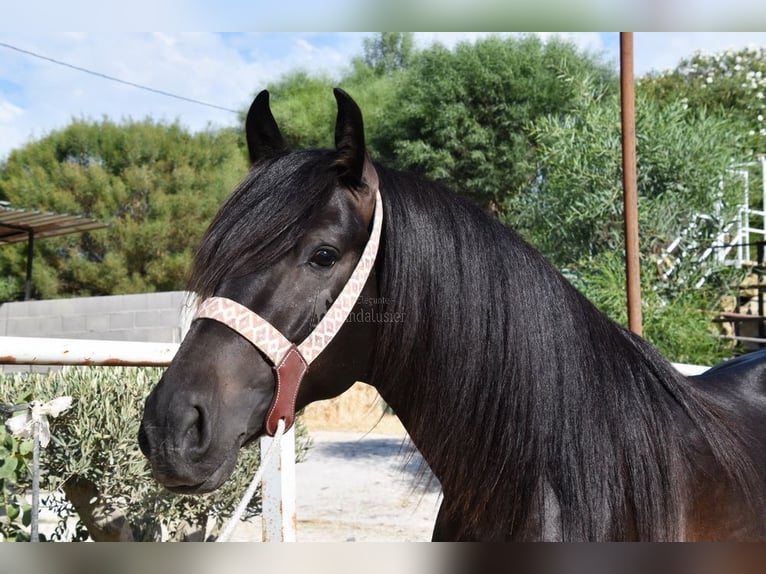 Andaluso Castrone 5 Anni 153 cm Morello in Provinz Malaga