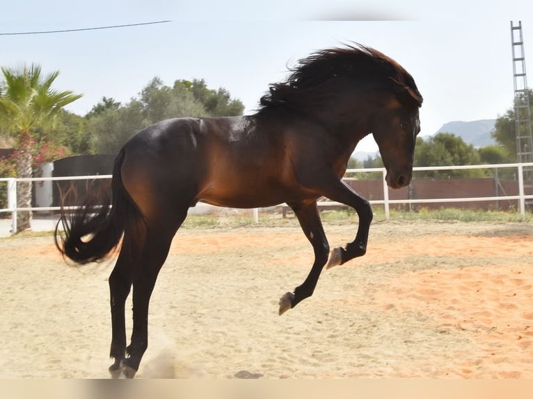 Andaluso Castrone 5 Anni 153 cm Morello in Provinz Malaga