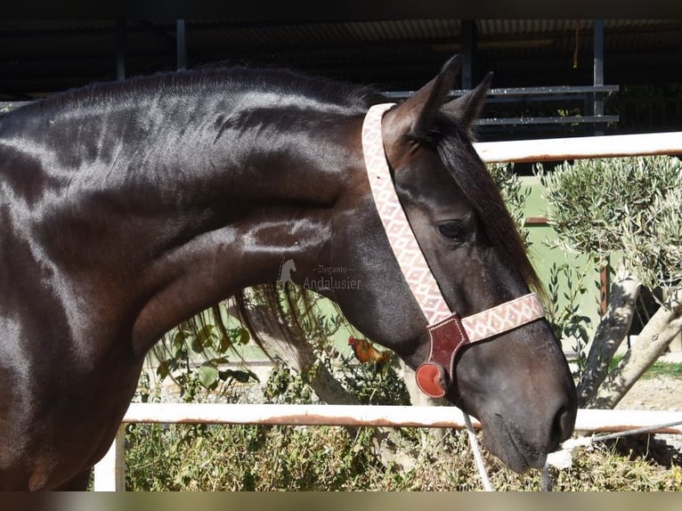 Andaluso Castrone 5 Anni 153 cm Morello in Provinz Malaga