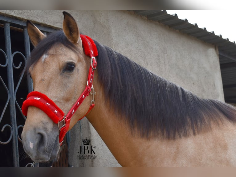 Andaluso Castrone 5 Anni 154 cm Falbo in Tabernas Alermia