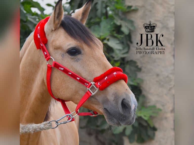 Andaluso Castrone 5 Anni 154 cm Falbo in Tabernas Alermia