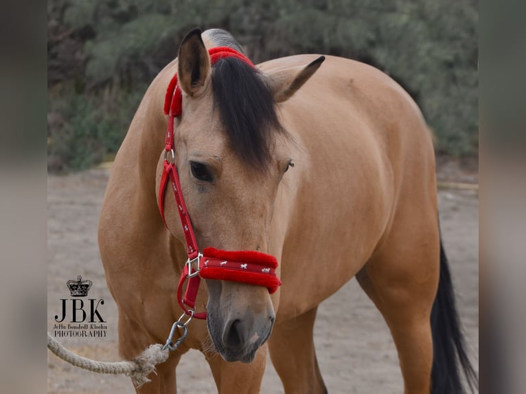 Andaluso Castrone 5 Anni 154 cm Falbo in Tabernas Alermia