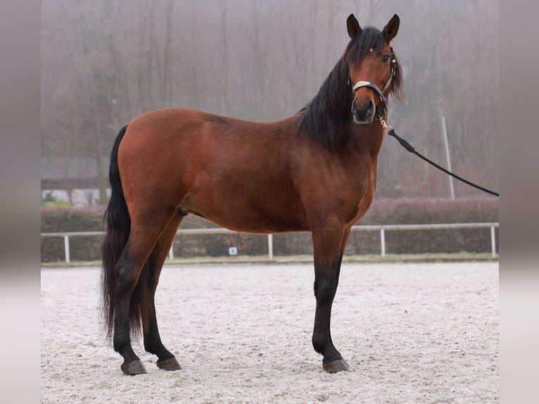 Andaluso Castrone 5 Anni 155 cm Baio in Neustadt (Wied)