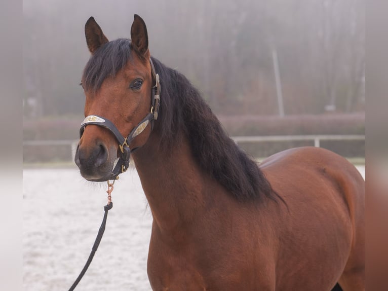 Andaluso Castrone 5 Anni 155 cm Baio in Neustadt (Wied)