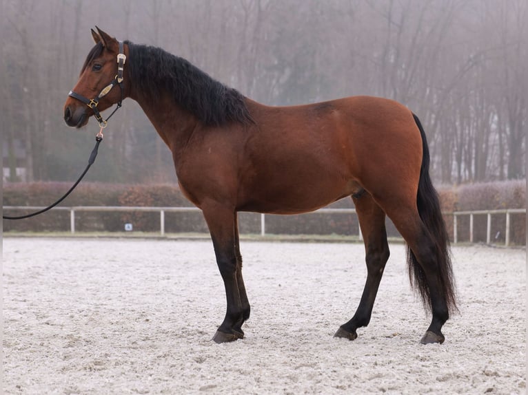 Andaluso Castrone 5 Anni 155 cm Baio in Neustadt (Wied)