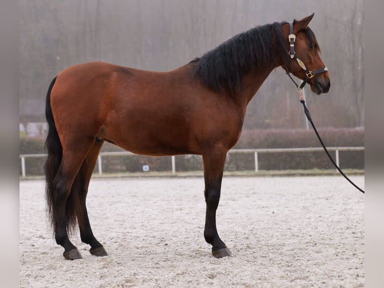 Andaluso Castrone 5 Anni 155 cm Baio in Neustadt (Wied)