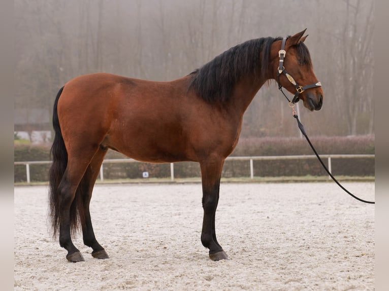 Andaluso Castrone 5 Anni 155 cm Baio in Neustadt (Wied)