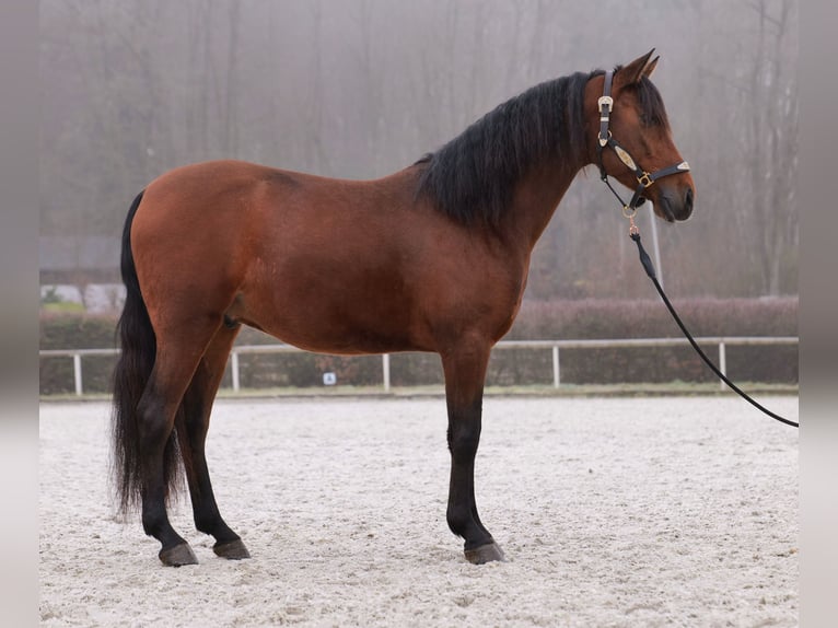 Andaluso Castrone 5 Anni 155 cm Baio in Neustadt (Wied)