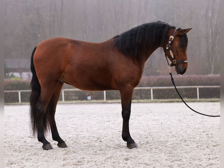 Andaluso Castrone 5 Anni 155 cm Baio in Neustadt (Wied)