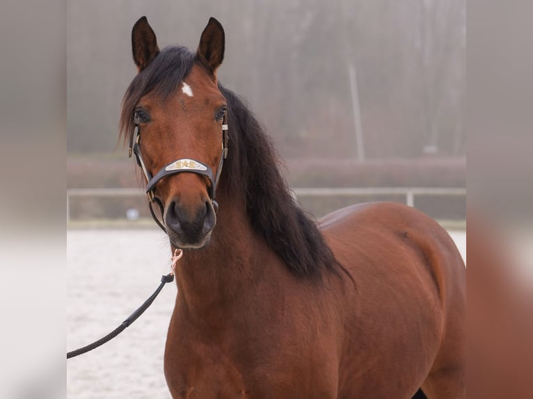 Andaluso Castrone 5 Anni 155 cm Baio in Neustadt (Wied)