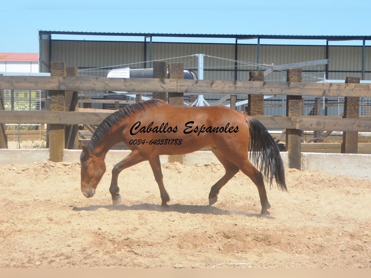 Andaluso Castrone 5 Anni 155 cm Baio in Vejer de la Frontera