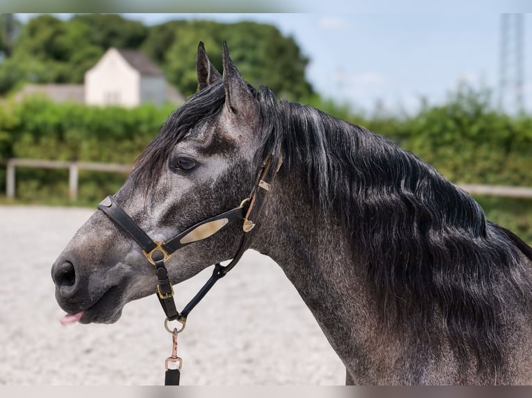 Andaluso Castrone 5 Anni 155 cm Leardo in Neustadt (Wied)