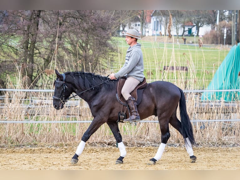 Andaluso Castrone 5 Anni 155 cm Morello in Wülfrath