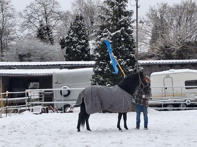 Andaluso Castrone 5 Anni 155 cm Morello in Wülfrath