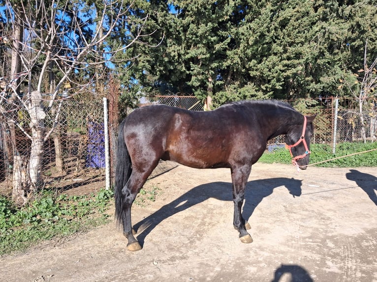 Andaluso Castrone 5 Anni 155 cm Morello in Wülfrath