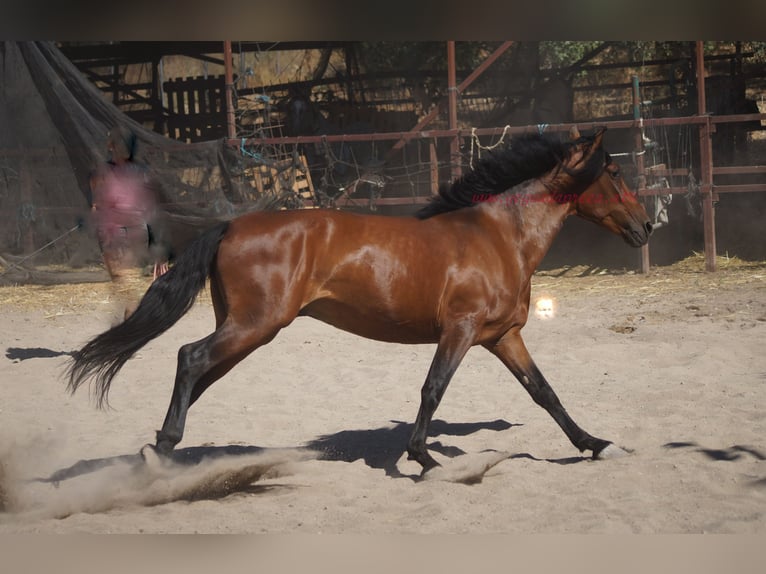 Andaluso Castrone 5 Anni 156 cm Baio in Pruna