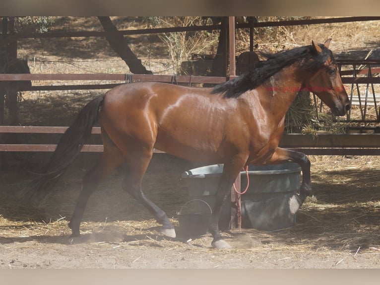 Andaluso Castrone 5 Anni 156 cm Baio in Pruna