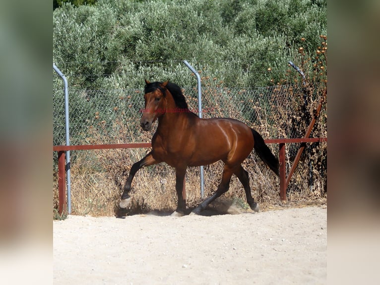 Andaluso Castrone 5 Anni 156 cm Baio in Pruna