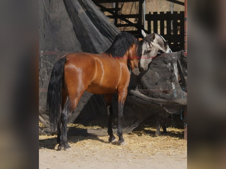 Andaluso Castrone 5 Anni 156 cm Baio in Pruna