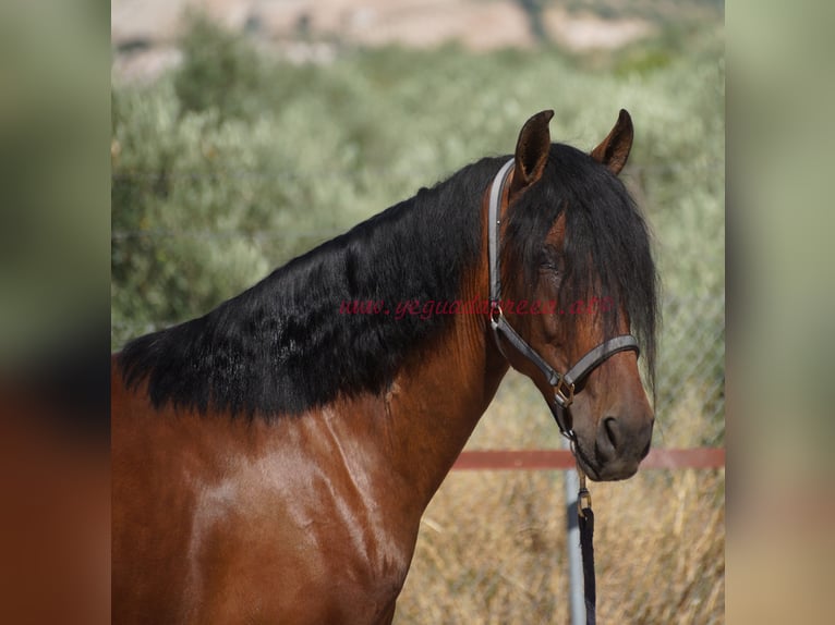 Andaluso Castrone 5 Anni 156 cm Baio in Pruna